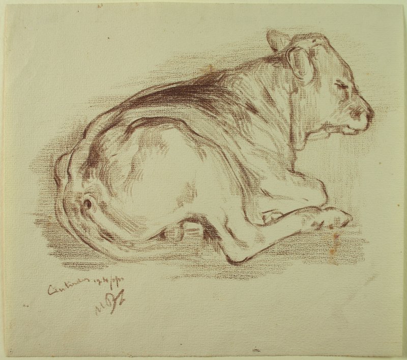 1901-1903 ca. -  Vitello